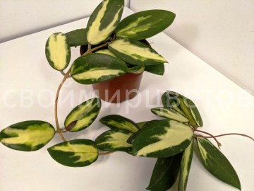 Хойя Acuta yellow variegated 